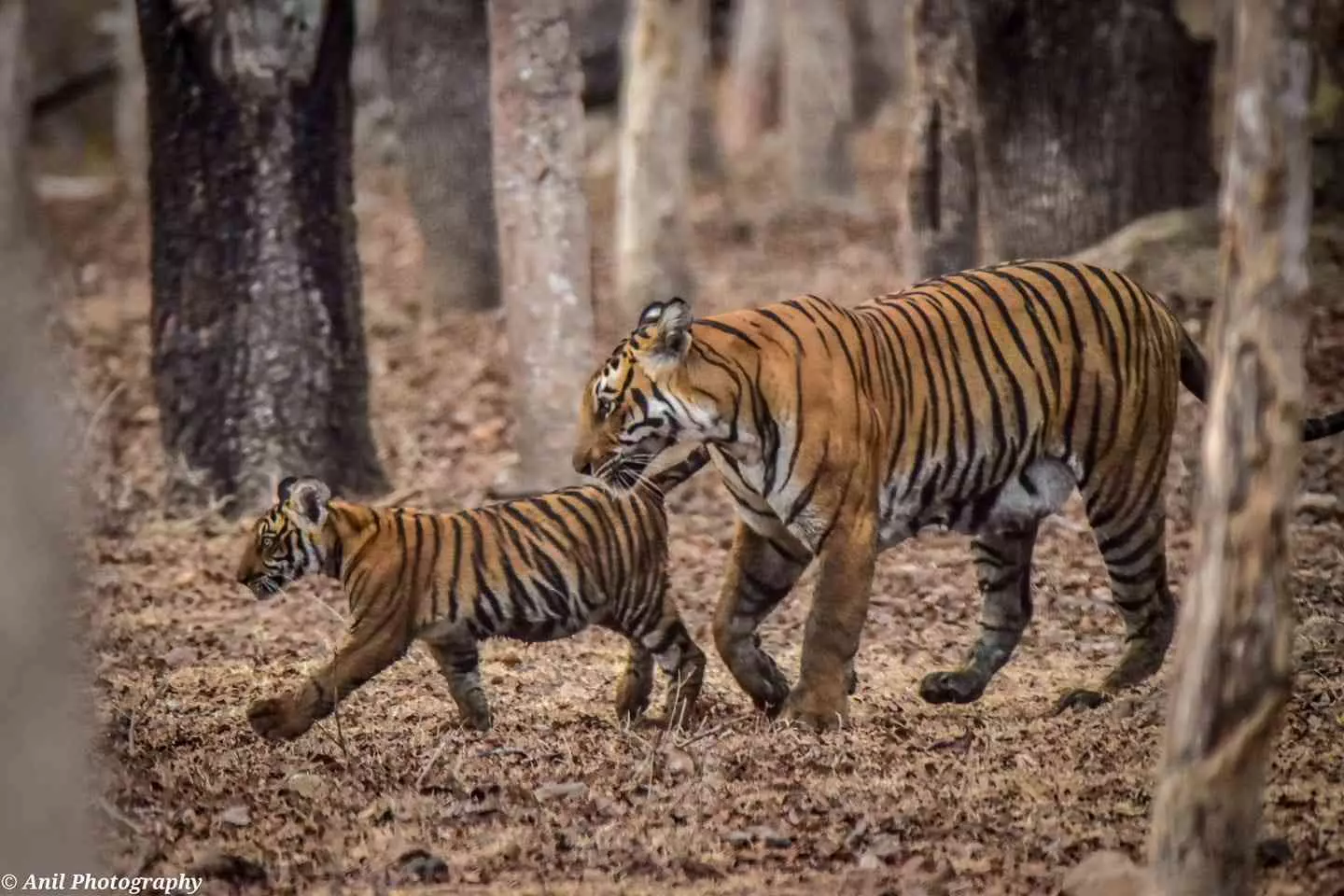 Save Karnataka Tigers | ಹತ್ಯೆಯಾದ ತಾಯಿ ಹುಲಿ 2022ರಲ್ಲಿ ಕಾಣಿಸಿಕೊಂಡಿತ್ತು; 2023ರಲ್ಲಿ 4 ಮರಿಗಳಿಗೆ ಜನ್ಮ ನೀಡಿತ್ತು... Save Karnataka Tigers | ಹತ್ಯೆಯಾದ ತಾಯಿ ಹುಲಿ 2022ರಲ್ಲಿ ಕಾಣಿಸಿಕೊಂಡಿತ್ತು; 2023ರಲ್ಲಿ 4 ಮರಿಗಳಿಗೆ ಜನ್ಮ ನೀಡಿತ್ತು...