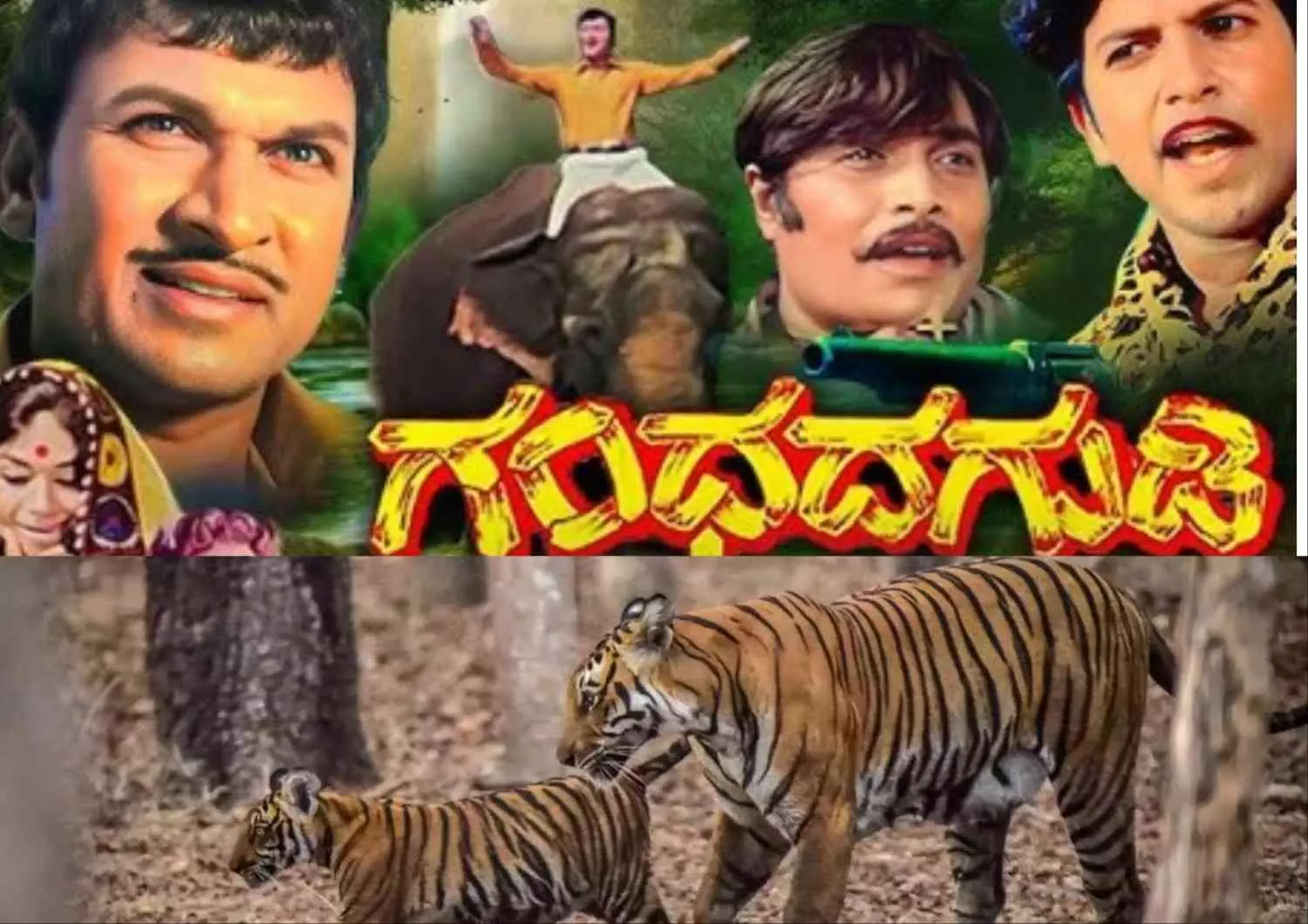 Save Karnataka Tigers: ವಿಷಪ್ರಾಶನದಿಂದ ಹುಲಿಗಳ ಹತ್ಯೆ; ʼಗಂಧಧ ಗುಡಿʼಯ ಪ್ರಾಣಿ ರಕ್ಷಣೆಗೆ ಡಾ. ರಾಜ್ಕುಮಾರ್ ಸಂದೇಶ Save Karnataka Tigers: ವಿಷಪ್ರಾಶನದಿಂದ ಹುಲಿಗಳ ಹತ್ಯೆ; ʼಗಂಧಧ ಗುಡಿʼಯ ಪ್ರಾಣಿ ರಕ್ಷಣೆಗೆ ಡಾ. ರಾಜ್ಕುಮಾರ್ ಸಂದೇಶ