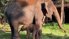 Mysore Dasara | ದಸರಾದಲ್ಲಿ ಭಾಗಿಯಾಗುವ ಗರ್ಭಿಣಿ ಆನೆಗಳ ಪತ್ತೆಗೆ ಬರೇಲಿಯಲ್ಲಿ ಪರೀಕ್ಷೆ