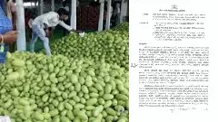 Mango purchase | Rs. 101 crore released from the state for price difference payment