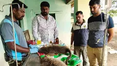 ಬಂಡಿಪುರ ಅಂಚಿನಲ್ಲಿ ಕೋತಿಗಳಿಗೂ ವಿಷಮ ಪರಿಸ್ಥಿತಿ; ʼಜಮೀನುʼದಾರರೇ ಕಾರಣ?