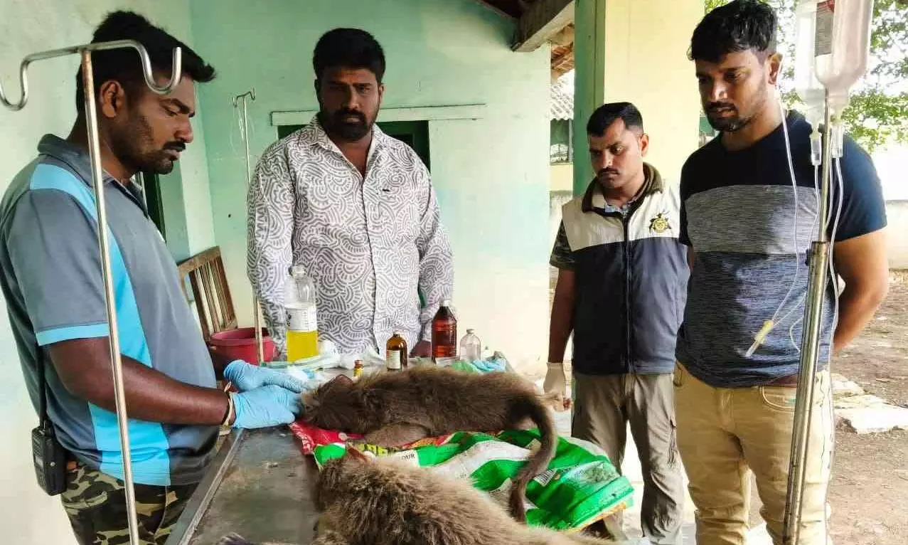 ಬಂಡಿಪುರ ಅಂಚಿನಲ್ಲಿ ಕೋತಿಗಳಿಗೂ ವಿಷಮ ಪರಿಸ್ಥಿತಿ; ʼಜಮೀನುʼದಾರರೇ ಕಾರಣ? ಬಂಡಿಪುರ ಅಂಚಿನಲ್ಲಿ ಕೋತಿಗಳಿಗೂ ವಿಷಮ ಪರಿಸ್ಥಿತಿ; ʼಜಮೀನುʼದಾರರೇ ಕಾರಣ?