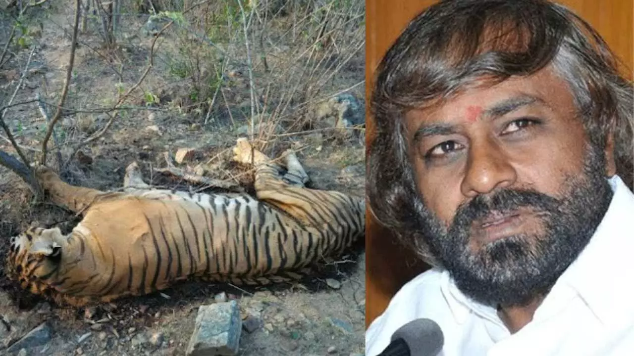 ಹುಲಿಗಳ ಅಸಹಜ ಸಾವು: ನಾಲ್ವರು ಅಧಿಕಾರಿಗಳ ಅಮಾನತಿಗೆ ಸಚಿವ ಖಂಡ್ರೆ ಶಿಫಾರಸು ಹುಲಿಗಳ ಅಸಹಜ ಸಾವು: ನಾಲ್ವರು ಅಧಿಕಾರಿಗಳ ಅಮಾನತಿಗೆ ಸಚಿವ ಖಂಡ್ರೆ ಶಿಫಾರಸು