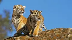 ಬನ್ನೇರುಘಟ್ಟ ಉದ್ಯಾನದಲ್ಲಿ ಮೂರು ಹುಲಿ ಮರಿಗಳು ಸಾವು