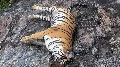 Wildlife deaths in Karnataka: Carbofuran poison used to kill tigers