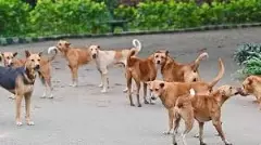 Stray dog ​​attacks five-year-old girl in Shidlaghatta