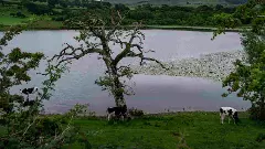 ಅರಣ್ಯಕ್ಕೆ ಜಾನುವಾರು ಪ್ರವೇಶ ನಿರ್ಬಂಧ: ಸರ್ಕಾರದ ವಿರುದ್ಧ ಕಾಡಂಚಿನ ರೈತರ ಕಿಡಿ