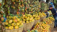 Good news for mango growers, government orders increase in purchase limit