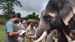 ಗಜಶ್ರೇಷ್ಠ ಅಭಿಮನ್ಯುವಿಗೆ 59 | ಗಾಂಭೀರ್ಯದ ನಡಿಗೆಗೆ ಈ ವರ್ಷವೇ ವಿದಾಯ?