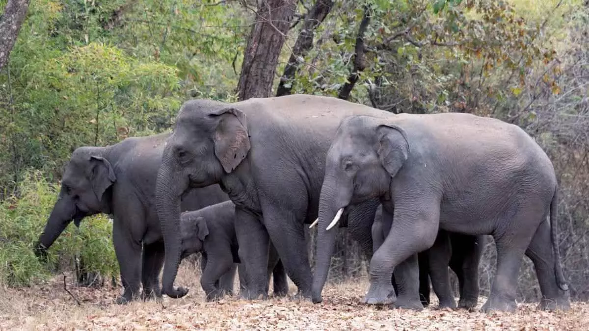 Elephants sent from Bannerghatta to Japan under animal exchange scheme
