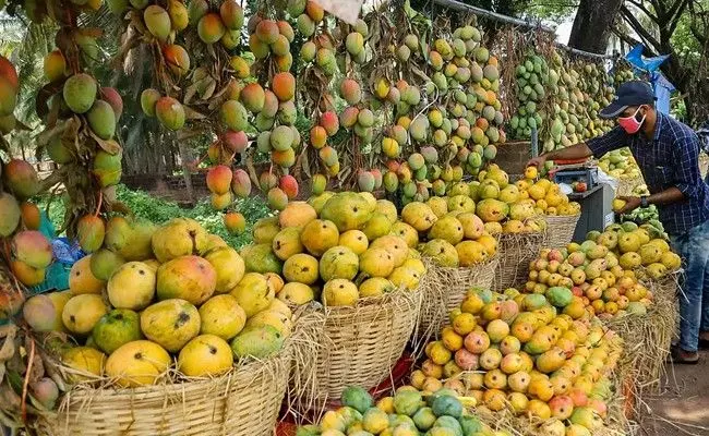 Good news for mango growers, government orders increase in purchase limit