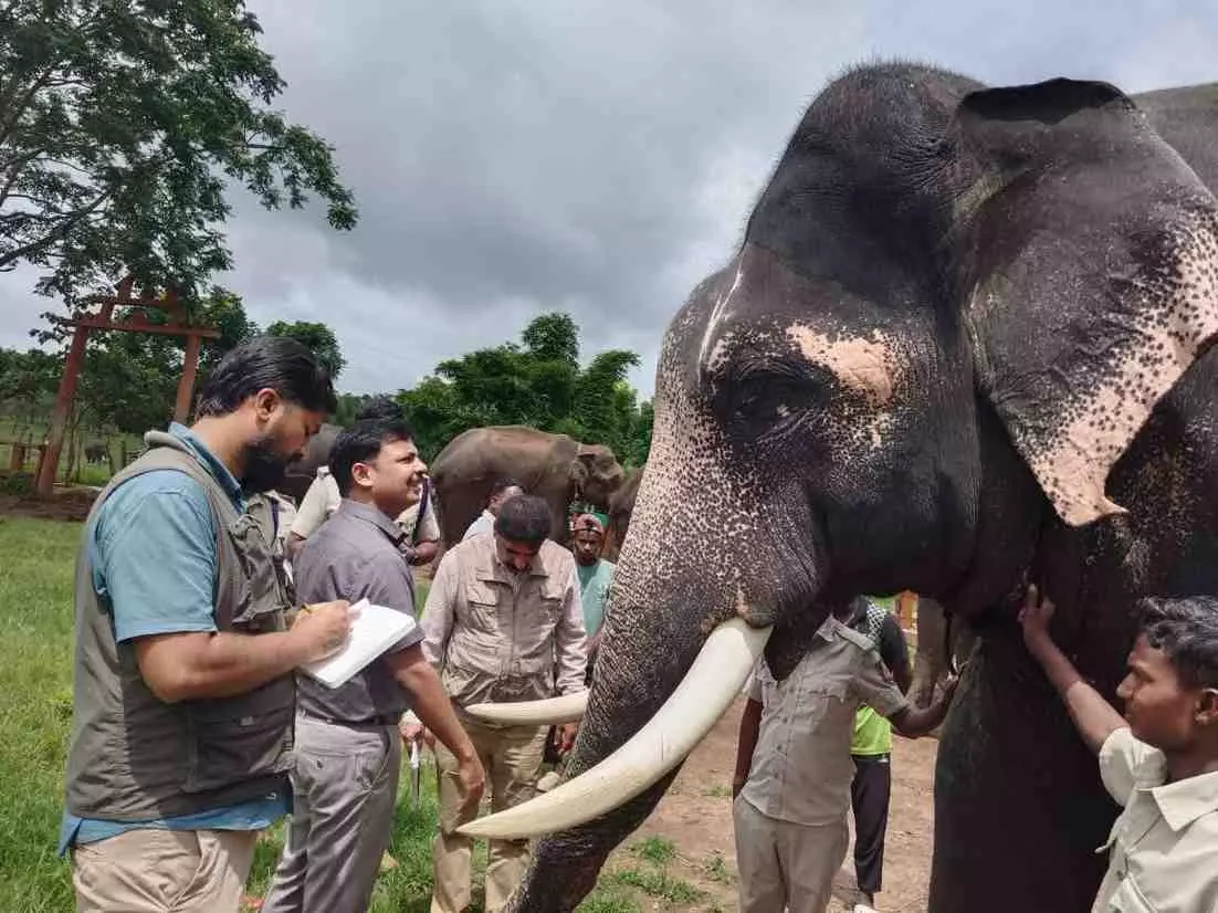 ಗಜಶ್ರೇಷ್ಠ ಅಭಿಮನ್ಯುವಿಗೆ 59 | ಗಾಂಭೀರ್ಯದ ನಡಿಗೆಗೆ ಈ ವರ್ಷವೇ ವಿದಾಯ?