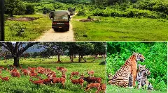 ನಿಬಿಡ ಕಾನನದೊಳಗೆ ಕರ್ನಾಟಕದ ವನ್ಯಜೀವಿಗಳ ದರ್ಶನ ಮಾಡಿಸುವ ಫ್ರೆಂಡ್ಸ್ ಆಫ್ ಬಂಡೀಪುರ