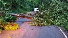 ಚಂದ್ರದ್ರೋಣ ಪರ್ವತ ಮಾರ್ಗದಲ್ಲಿ ಧರೆಗುರುಳಿದ ಮರಗಳು; ಪ್ರವಾಸಿಗರ ಪರದಾಟ