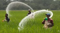 ಕರ್ನಾಟಕದಲ್ಲಿ ʼರಸಗೊಬ್ಬರʼ ರಾಜಕೀಯ;  ಡಿಎಪಿ, ಯೂರಿಯಾ ಕೊರತೆ ನಿಜವೇ?