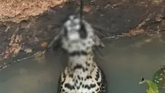 Leopard that fell into well dies after being bitten by electric wire of pump while coming out