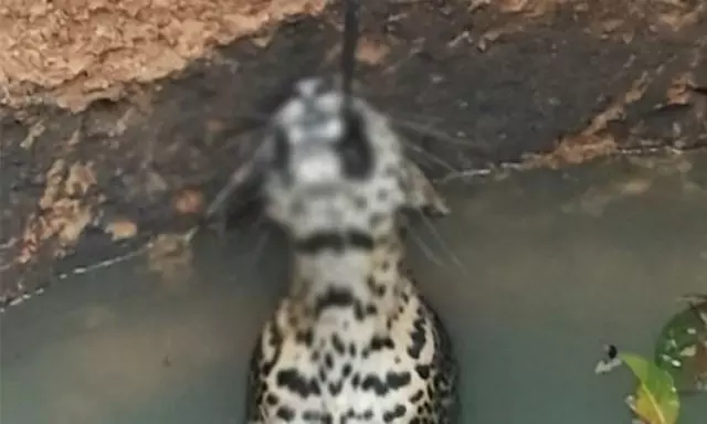 Leopard that fell into well dies after being bitten by electric wire of pump while coming out Leopard that fell into well dies after being bitten by electric wire of pump while coming out