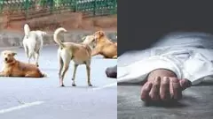 Elderly man attacked by stray dogs while out for a walk