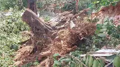 ರಾಹುಲ್ ಗಾಂಧಿ ಪ್ರತಿಭಟನೆಗೆ ಫ್ರೀಡಂ ಪಾರ್ಕ್​ನಲ್ಲಿ ಮರಗಳ ನಾಶ? ಆರೋಪ