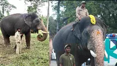 ನಾಳೆ ಮೈಸೂರಿಗೆ ದಸರಾ ಗಜಪಡೆ; ಆತಿಥ್ಯಕ್ಕೆ ನಡೆದಿವೆ ಸಕಲ ಸಿದ್ಧತೆ