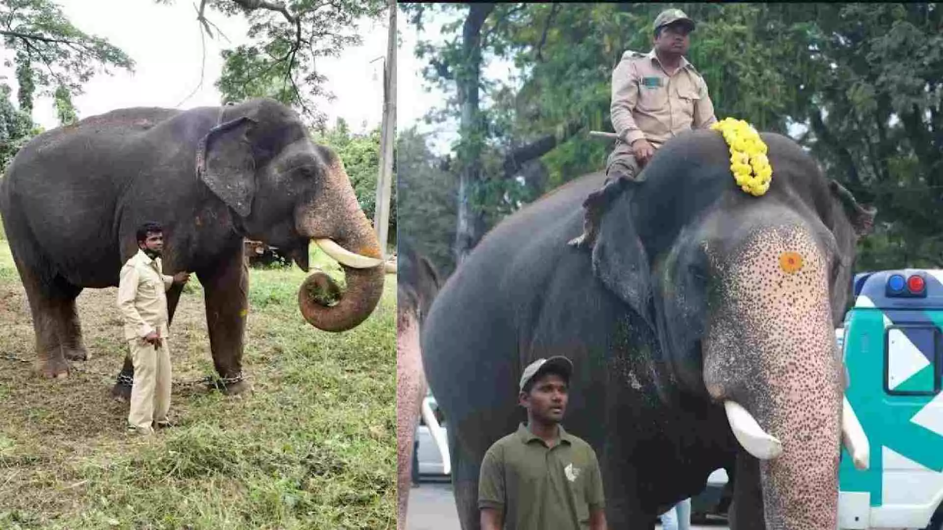 ಇಂದು ಮೈಸೂರಿಗೆ ದಸರಾ ಗಜಪಡೆ; ಆತಿಥ್ಯಕ್ಕೆ ನಡೆದಿವೆ ಸಕಲ ಸಿದ್ಧತೆ