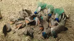 19 Peacocks Found Dead Near Tumakuru: Minister Eshwar Khandre Orders High-Level Probe