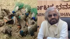 19 Peacocks Found Dead Near Tumakuru: Minister Eshwar Khandre Orders High-Level Probe