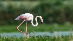 ಬೆಂಗಳೂರಿನ ವರ್ತೂರು ಕೆರೆಯಲ್ಲಿ ಅಪರೂಪದ ಫ್ಲೆಮಿಂಗೊ ಪ್ರತ್ಯಕ್ಷ: ವಲಸೆ ಮಾರ್ಗ ಬದಲಾವಣೆಯ ಸಂಕೇತವೇ?