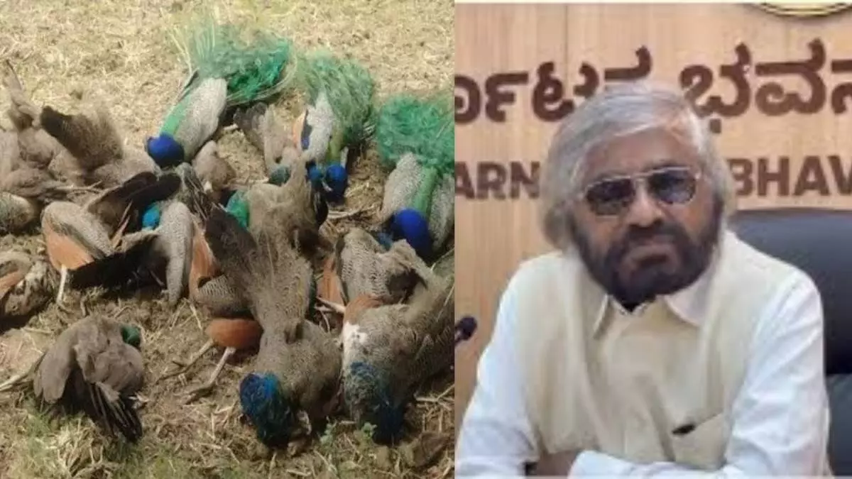 19 Peacocks Found Dead Near Tumakuru: Minister Eshwar Khandre Orders High-Level Probe