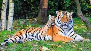 Roar of Karnataka Tigers to Echo Again in Cambodian Forests: India to Translocate Big Cats Roar of Karnataka Tigers to Echo Again in Cambodian Forests: India to Translocate Big Cats
