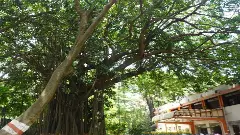 The area of 368 trees in Cantonment Railway Colony is a heritage site