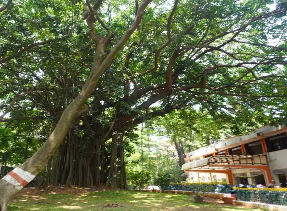 The area of 368 trees in Cantonment Railway Colony is a heritage site