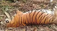 Seven-year-old tiger carcass found in Lakkavalli forest, suspected to have died in a fight
