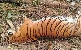 Seven-year-old tiger carcass found in Lakkavalli forest, suspected to have died in a fight