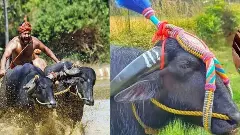 ಕಾಂತಾರ ಚಿತ್ರದ ಕಂಬಳ ಹೀರೋ ಅಪ್ಪು ಕೋಣ ಇನ್ನಿಲ್ಲ