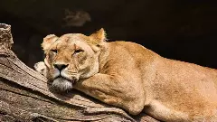 ಮೈಸೂರು ಮೃಗಾಲಯದ ಪ್ರವಾಸಿಗರ ನೆಚ್ಚಿನ ಸಿಂಹಿಣಿ ರಕ್ಷಿತಾ ಇನ್ನಿಲ್ಲ