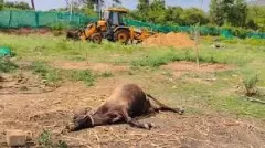 Two Bulls Brutally Slaughtered in Nelamangala