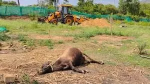 Two Bulls Brutally Slaughtered in Nelamangala Two Bulls Brutally Slaughtered in Nelamangala