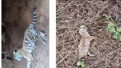 ಕಾವೇರಿ ವನ್ಯಜೀವಿ ಧಾಮದಲ್ಲಿ ದುರಂತ: ತಾಯಿಯಿಂದ ಬೇರ್ಪಟ್ಟ ಎರಡು ಹುಲಿ ಮರಿಗಳ ಸಾವು