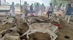 Malavalli: Three Cows Die After Consuming Urea Mistaken for Cattle Feed