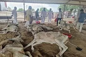 Malavalli: Three Cows Die After Consuming Urea Mistaken for Cattle Feed Malavalli: Three Cows Die After Consuming Urea Mistaken for Cattle Feed
