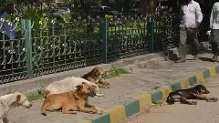 ಆಶ್ರಯ ತಾಣದಲ್ಲಿ ಬೀದಿನಾಯಿಗಳನ್ನು ಪ್ರೀತಿಯಿಂದ ನೋಡಿಕೊಳ್ಳಿ ಎಂದ ಸುಪ್ರೀಂ ಕೋರ್ಟ್​​