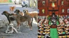 MLAs Urge Relocation of Stray Dogs to Shelters in Assembly