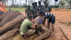ಮೈಸೂರು ಮೃಗಾಲಯದ ಹಿರಿಯ ಆನೆ ಪದ್ಮಾವತಿ ನಿಧನ: ಐದು ದಶಕಗಳ ಅವಿನಾಭಾವ ಸಂಬಂಧ ಅಂತ್ಯ
