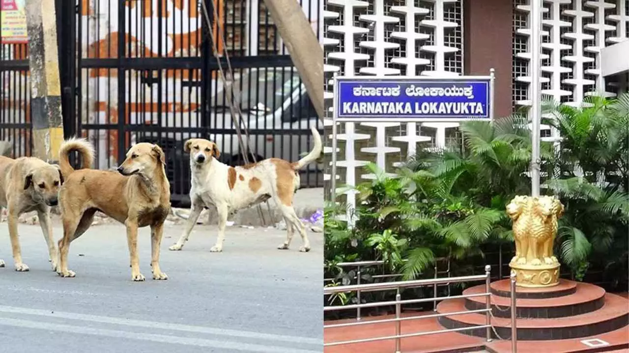 ನಾಯಿಗಳ ಹಾವಳಿ ಹಿನ್ನೆಲೆ: ಲೋಕಾಯುಕ್ತ ಆದೇಶ ಪಾಲನೆ ಮಾಡದ ಅಧಿಕಾರಿಗಳು