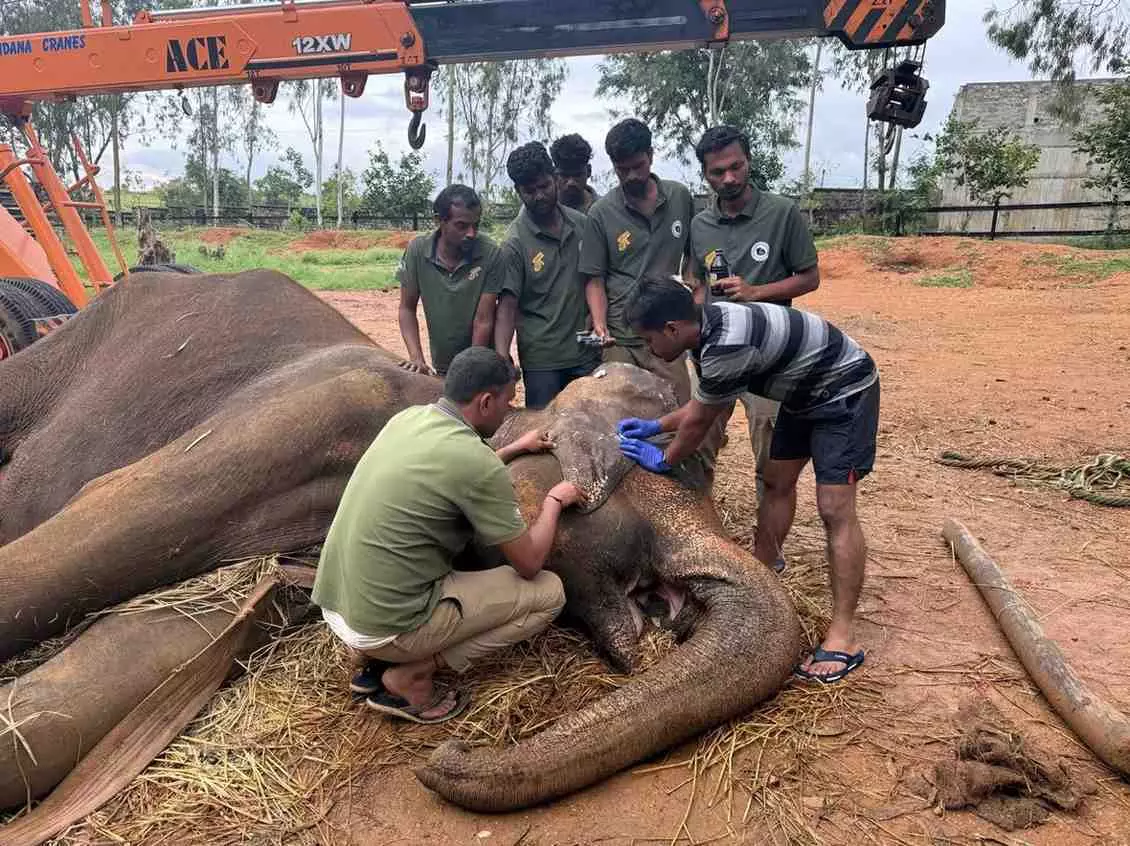 ಮೈಸೂರು ಮೃಗಾಲಯದ ಹಿರಿಯ ಆನೆ ಪದ್ಮಾವತಿ ನಿಧನ: ಐದು ದಶಕಗಳ ಅವಿನಾಭಾವ ಸಂಬಂಧ ಅಂತ್ಯ