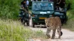 Leopard Attack During Bannerghatta Safari: Boy’s Hand Injured