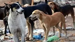 Stray dog attack in Koppal: 30 people, including a boy, injured, admitted to hospital
