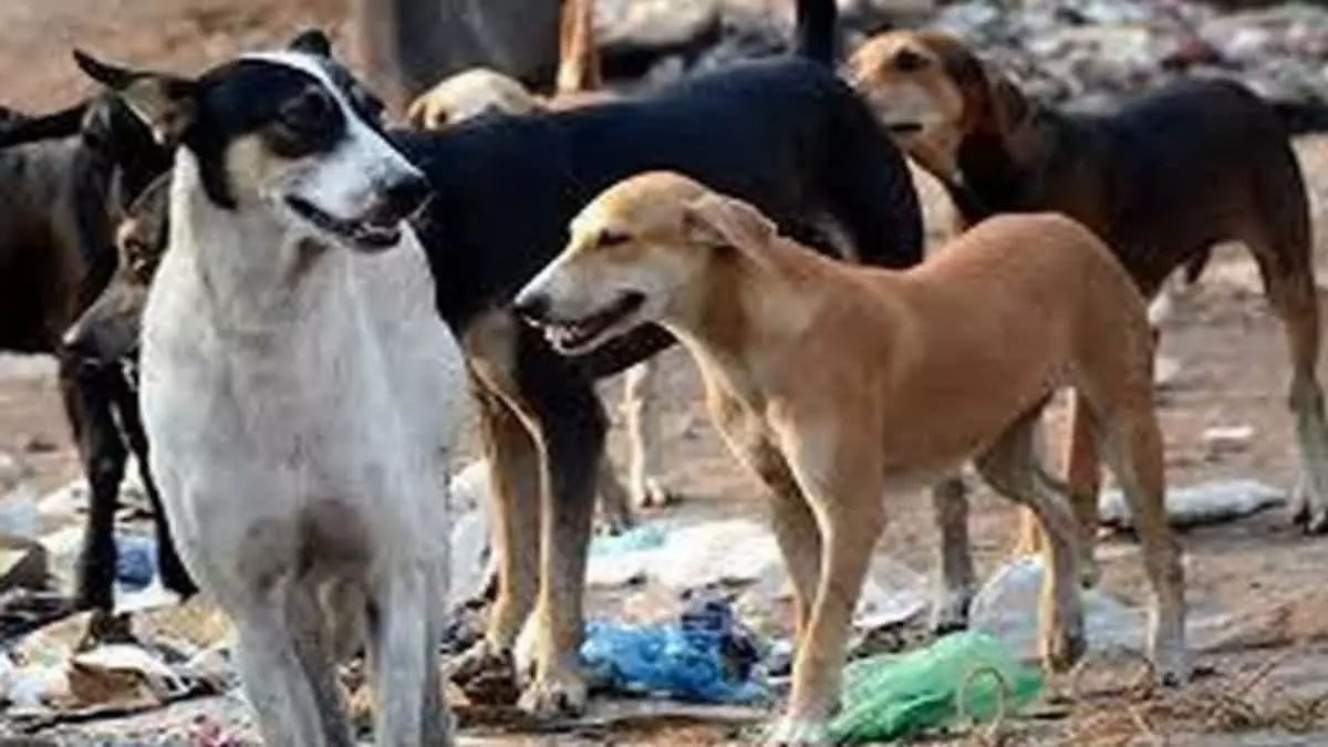 Stray dog attack in Koppal: 30 people, including a boy, injured, admitted to hospital