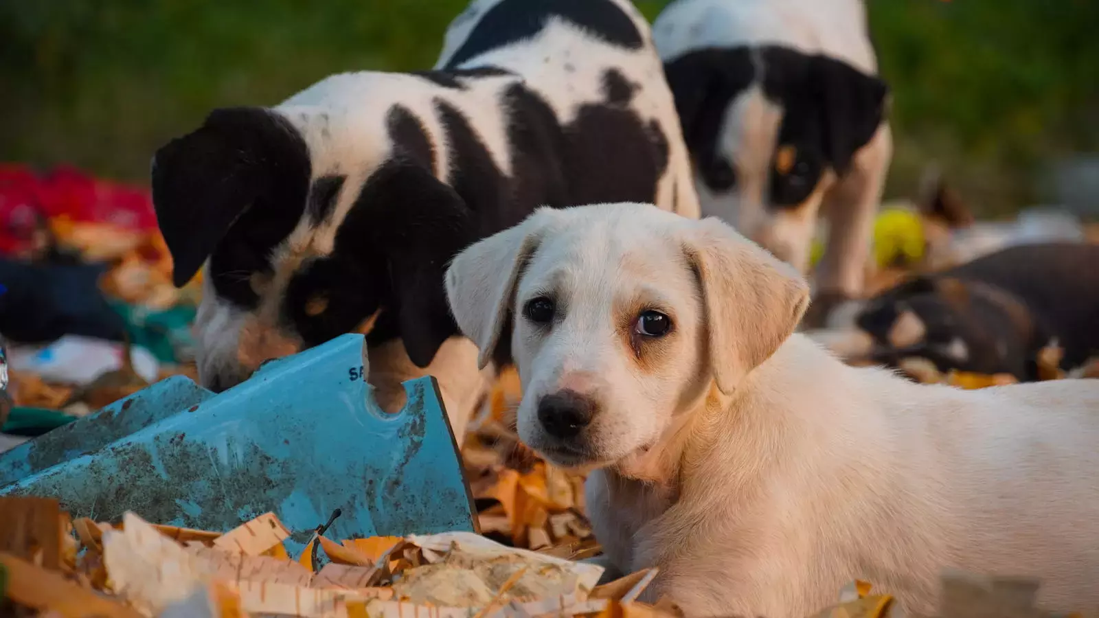 Radio collars installed to monitor stray dogs in Shimla